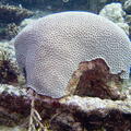 DSCF8206 ockovany koral